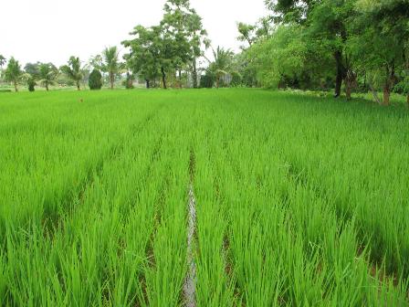 Nariva land for rice cultivation
