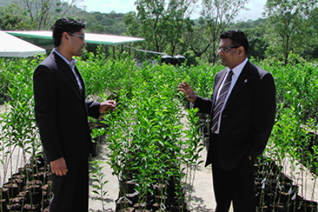 Cumuto/Manzanilla MP Colin Partap, left, and Food Production Minister Devant Maharaj, look at citrus seedlings produced at Mapar. Photo: Alana Boodoo-Suraj