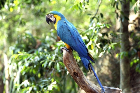blue-and-gold-macaw